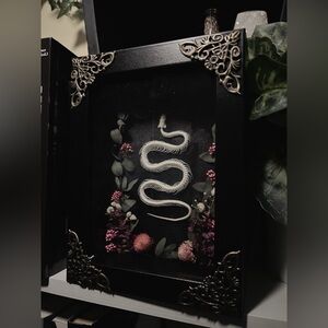 🖤Victorian Snake Skeleton Shadowbox Oddity Display🖤